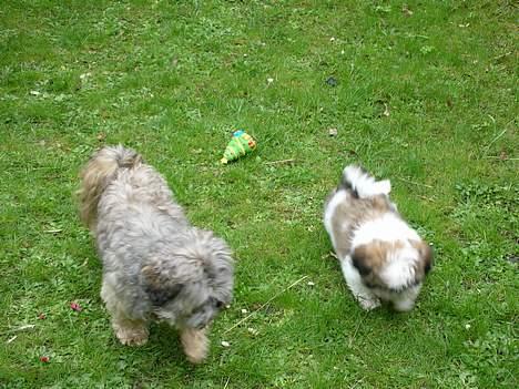 Shih tzu Trutte  - Ung og gammel i skøn forening billede 5