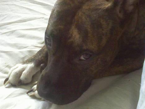 Amerikansk staffordshire terrier Angel billede 1