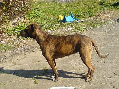 Amerikansk staffordshire terrier Angel billede 2