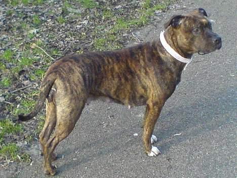 Amerikansk staffordshire terrier Angel billede 3