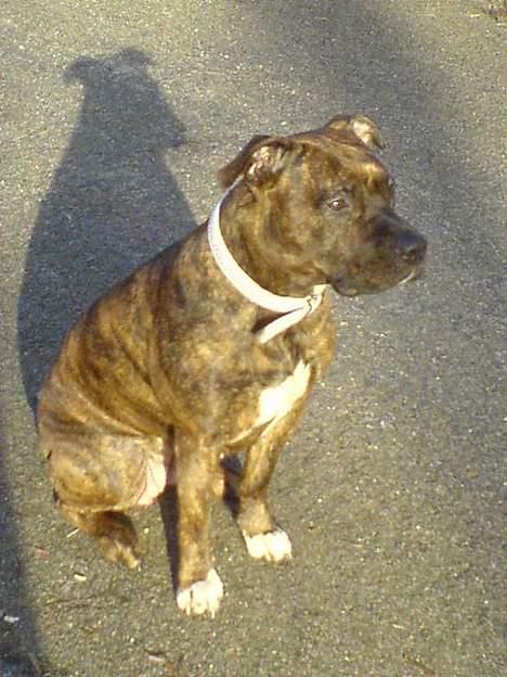 Amerikansk staffordshire terrier Angel billede 4