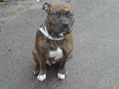 Amerikansk staffordshire terrier Angel billede 5