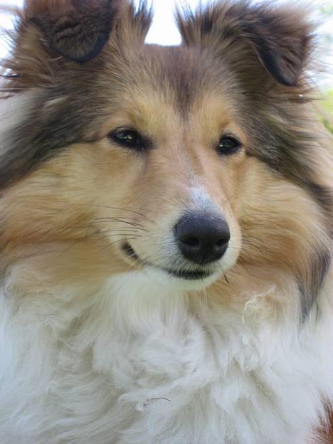 Shetland sheepdog Sonja billede 4