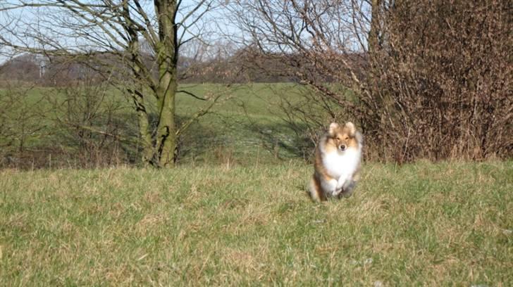 Shetland sheepdog Sonja - Nu kommmmmmer jeg! billede 5