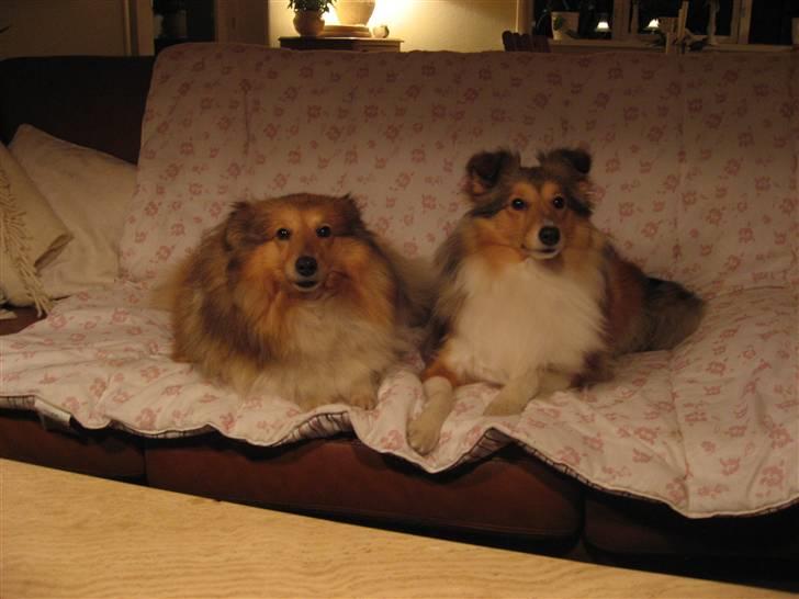 Shetland sheepdog Sonja - Sonja og hendes mor billede 6