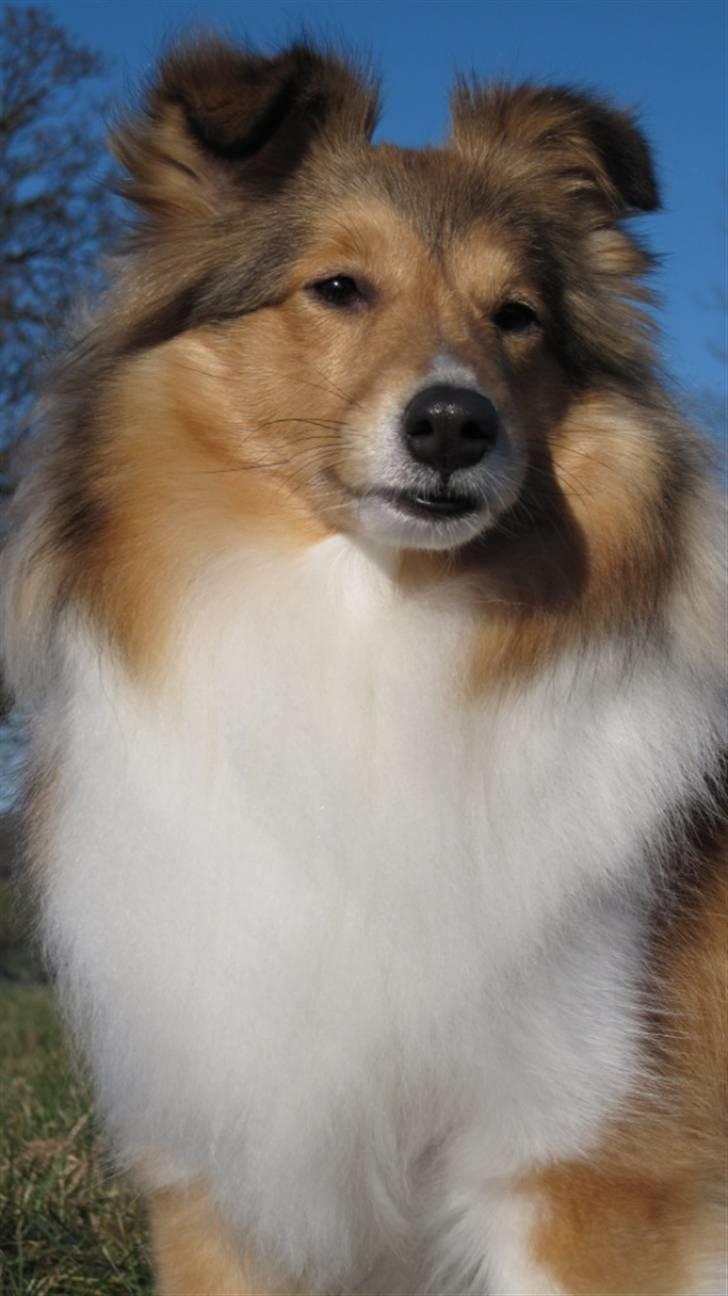 Shetland sheepdog Sonja billede 8