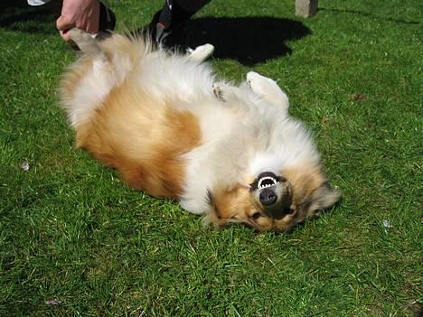 Shetland sheepdog Sonja - Smil til fotografen:) billede 9