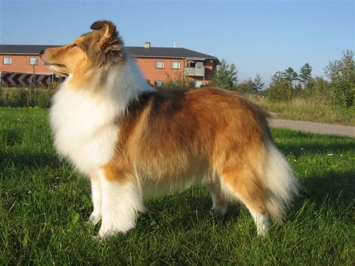 Shetland sheepdog Sonja billede 10