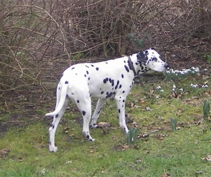 Dalmatiner Perle R.I.P. billede 15
