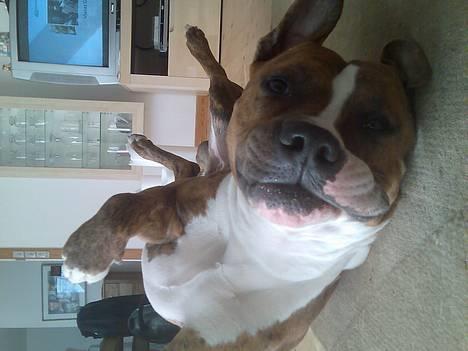 Blanding af racer Milo billede 1