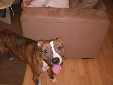 Blanding af racer Milo billede 3