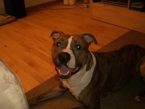 Blanding af racer Milo billede 4