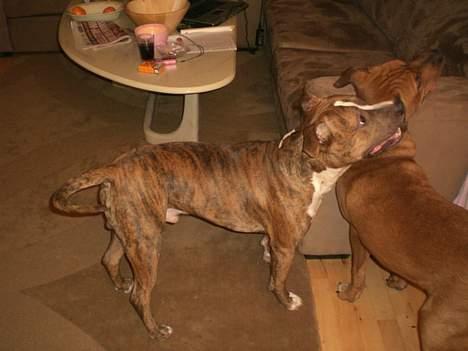 Blanding af racer Milo billede 5