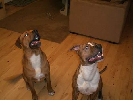 Blanding af racer Milo - Milo og hans bedste ven Kenzo (som også er her inde) billede 7