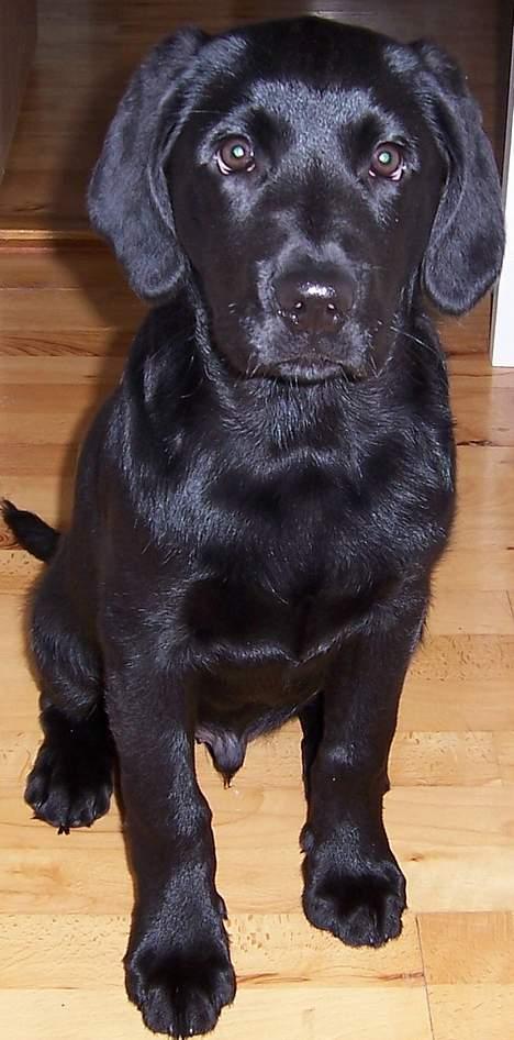 Labrador retriever Barco - Hej jeg hedder Barco billede 1