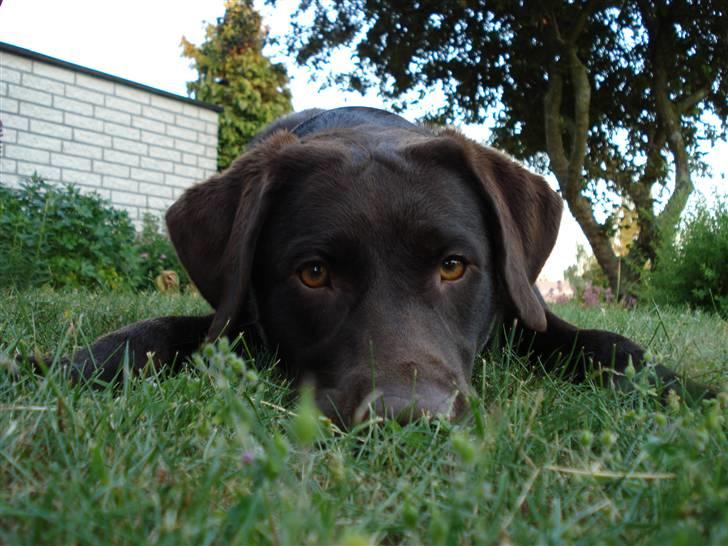 Labrador retriever Alba - Alba 1 år gammel :) billede 6