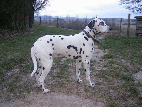 Dalmatiner Perle R.I.P. billede 16