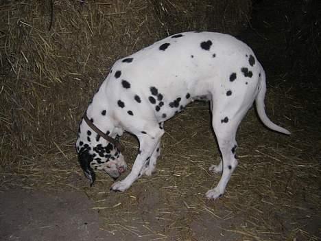 Dalmatiner Perle R.I.P. billede 17