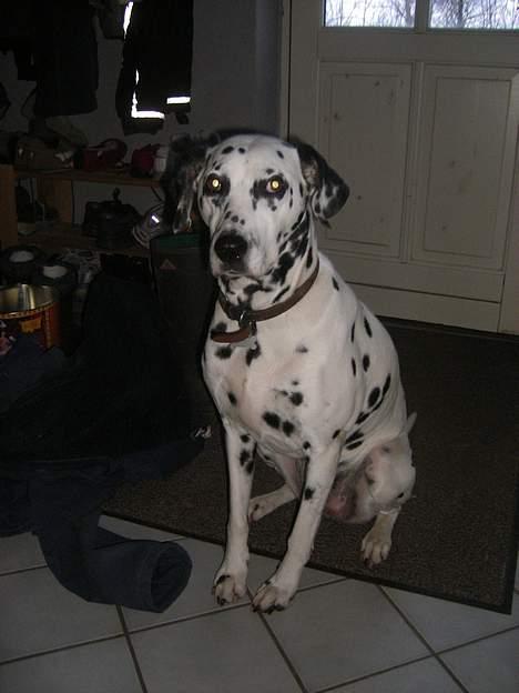 Dalmatiner Perle R.I.P. billede 18