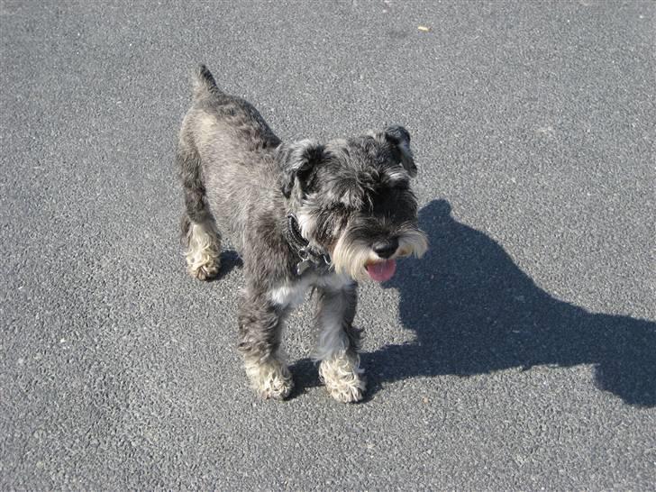 Dvaergschnauzer Copy billede 1