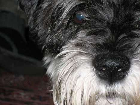 Dvaergschnauzer Copy billede 2