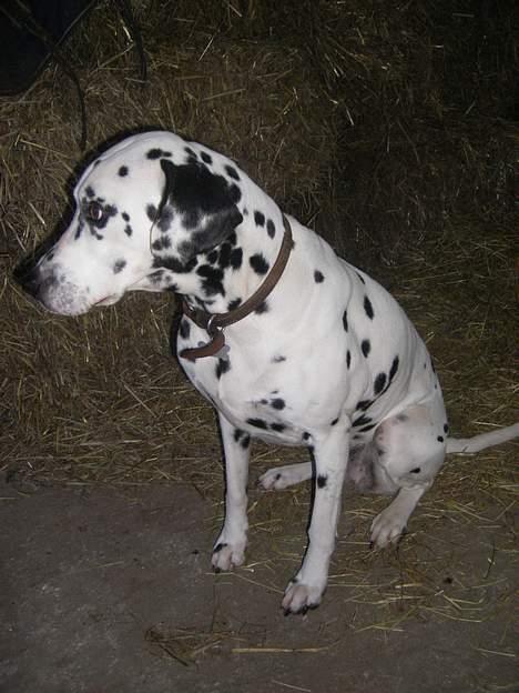 Dalmatiner Perle R.I.P. billede 19
