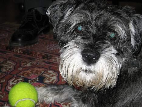 Dvaergschnauzer Copy billede 3