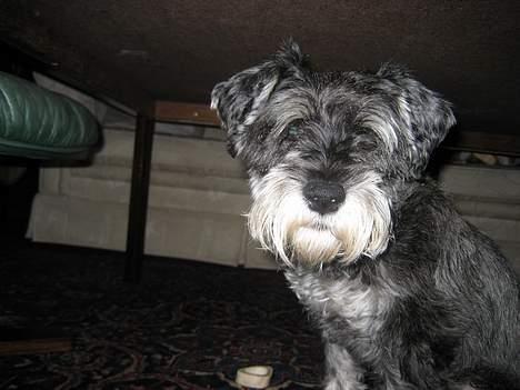 Dvaergschnauzer Copy billede 4