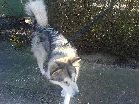 Alaskan malamute Kia billede 8