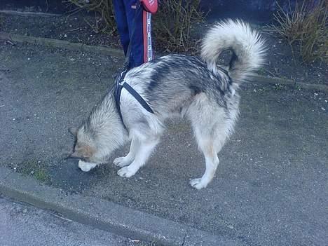 Alaskan malamute Kia billede 9