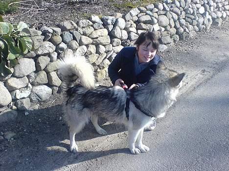 Alaskan malamute Kia billede 10