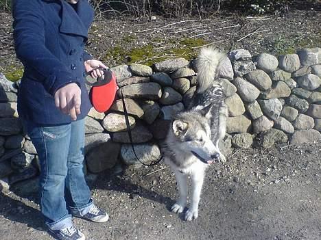 Alaskan malamute Kia billede 11