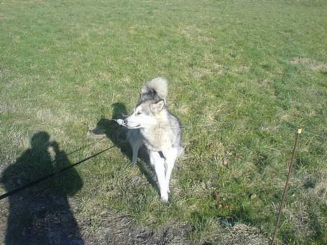 Alaskan malamute Kia billede 12