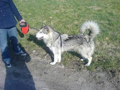 Alaskan malamute Kia billede 13