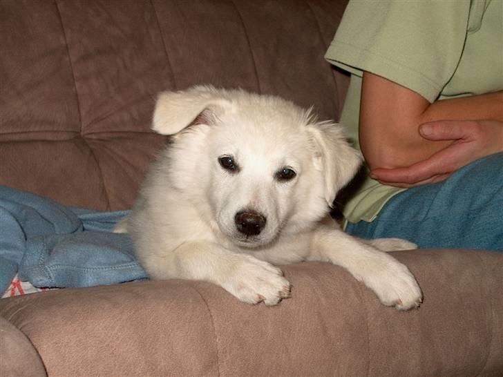 Dansk Spids Luna - Luna - Hvalp <3 Kig albummet "Luna som hvalp" med flere hvalpebilleder af Luna ! billede 11