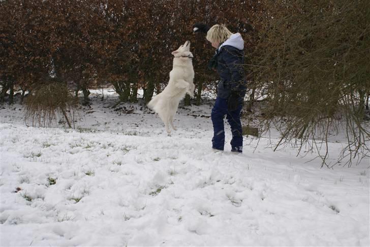 Dansk Spids Luna - Mathias og Luna leger i sneen xD billede 12