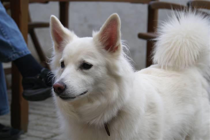 Dansk Spids Luna - Ude i hundegården <3 billede 13