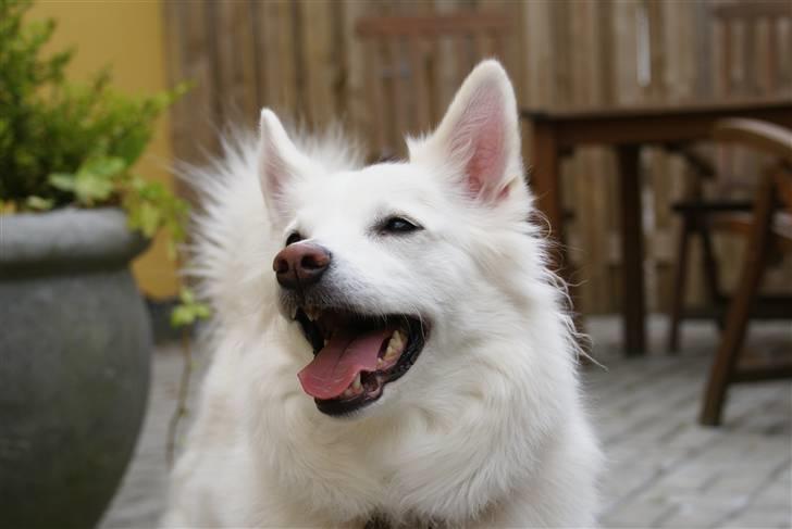 Dansk Spids Luna - I hundegården. Hun er smuk <3 billede 4