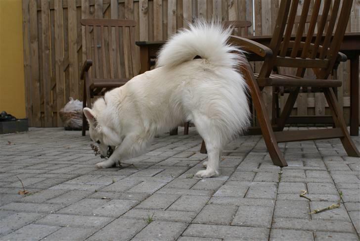 Dansk Spids Luna - Luna. billede 14