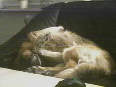 Schæferhund Erko von der Strothheide - leger tosset....................... billede 15