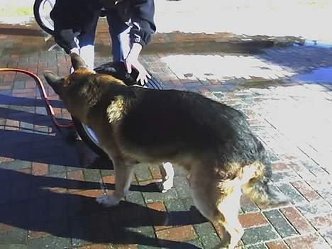 Schæferhund Erko von der Strothheide - hjælper farfar med at vaske dæk og fælge billede 16