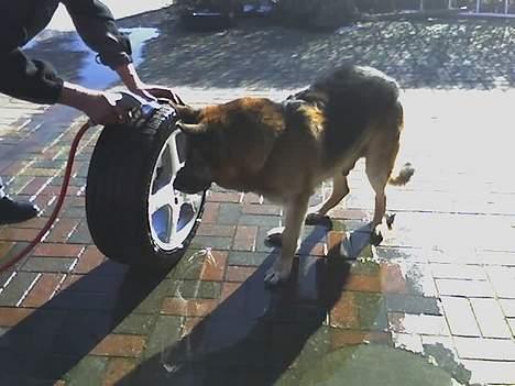 Schæferhund Erko von der Strothheide - hjælper farfar med at slå vandslangen ihjel billede 17