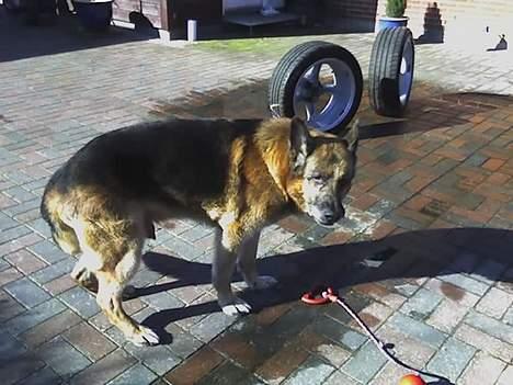 Schæferhund Erko von der Strothheide - er dejlig våd og jeg vandt over vandslangen JUBIIIIIIII billede 18