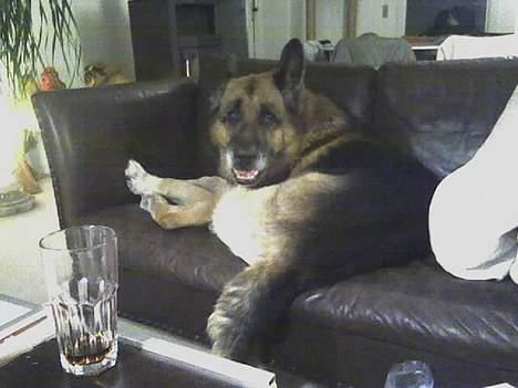 Schæferhund Erko von der Strothheide - har stjålet farmors sofa " må gerne ik farmor" billede 19