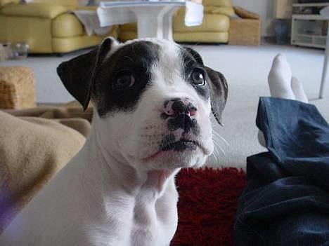 Amerikansk staffordshire terrier Kira billede 13