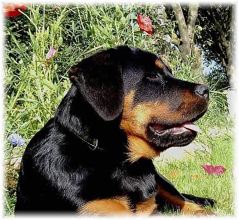 Rottweiler Chica  *Død Nov. 2008 * - Min mor Schafja billede 7