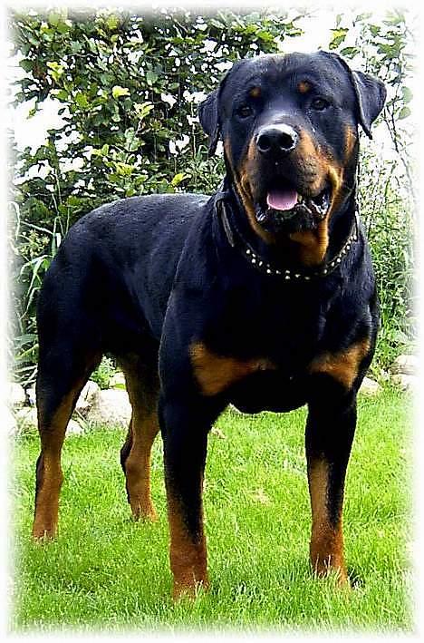 Rottweiler Chica  *Død Nov. 2008 * - Min far Thor billede 8