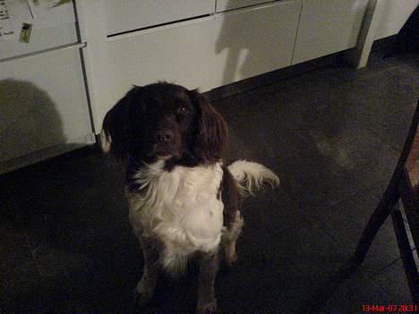 Kleiner münsterländer Rösti - se på mig for jeg vil ha mad  billede 1