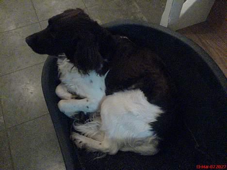 Kleiner münsterländer Rösti - zzzzzzzz sov godt zzzzzzzzzz billede 2