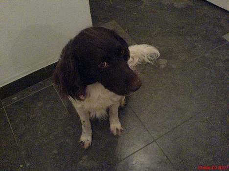 Kleiner münsterländer Rösti - stop stop ikk flere billeder nu  billede 3